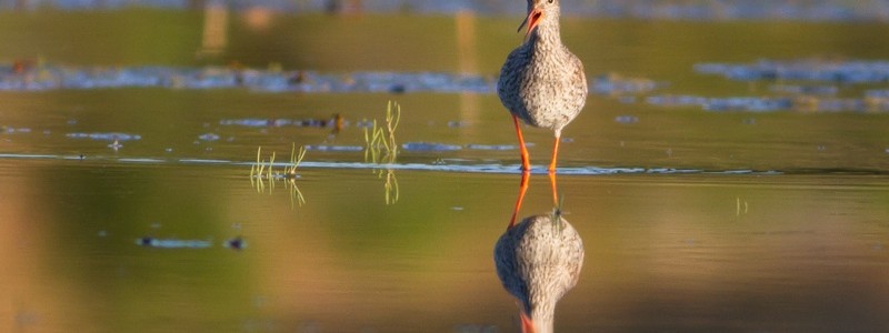 rodbena i trunsta träsk
